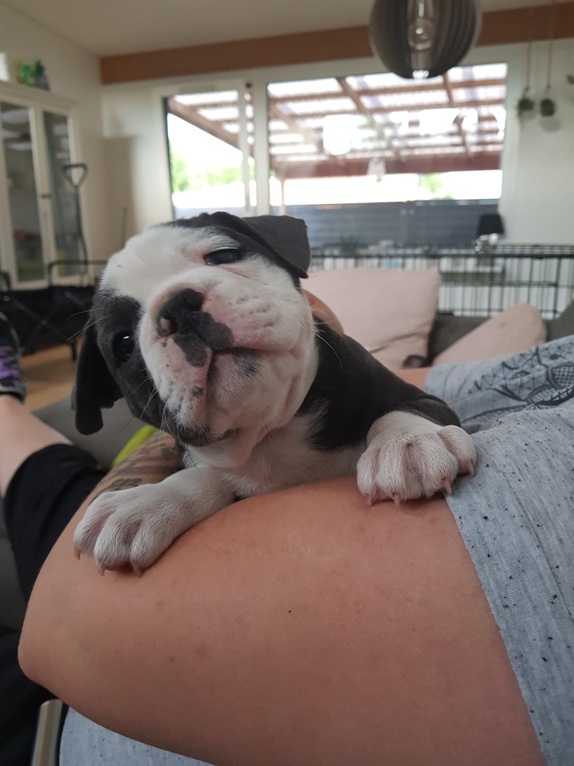 Olde english bulldogge Anvig By Phoenix Strawberry Diaqiri.   ( Alba ) billede 14