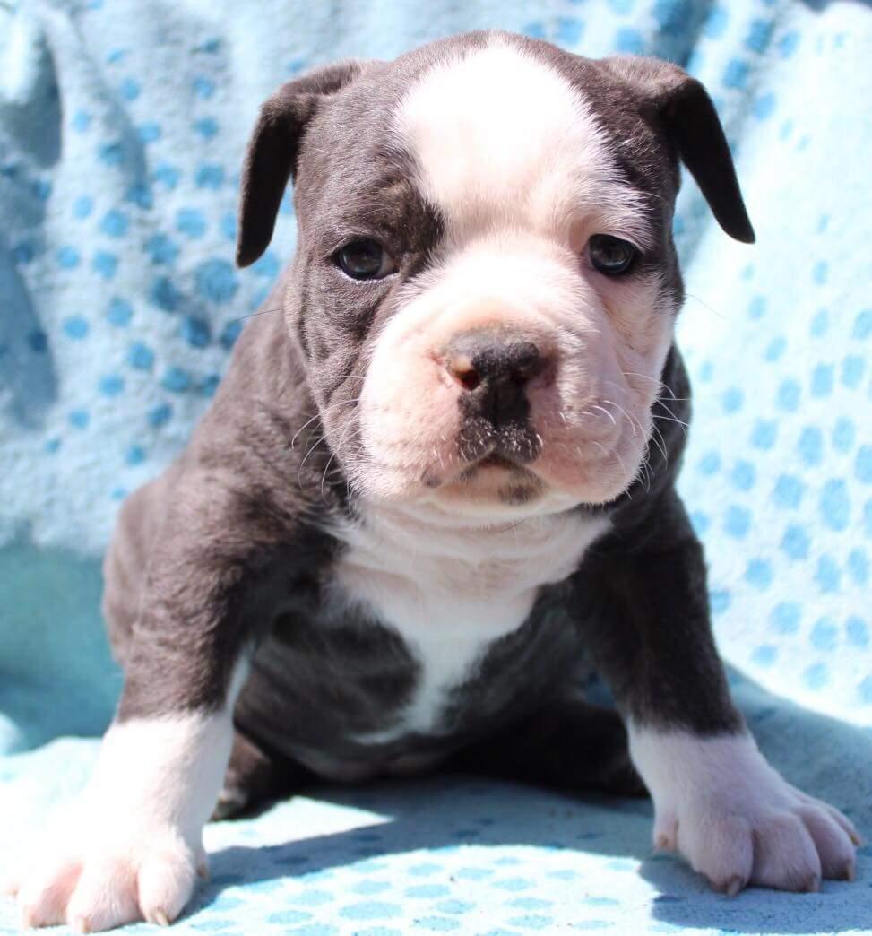 Olde english bulldogge Anvig By Phoenix Strawberry Diaqiri.   ( Alba ) billede 15