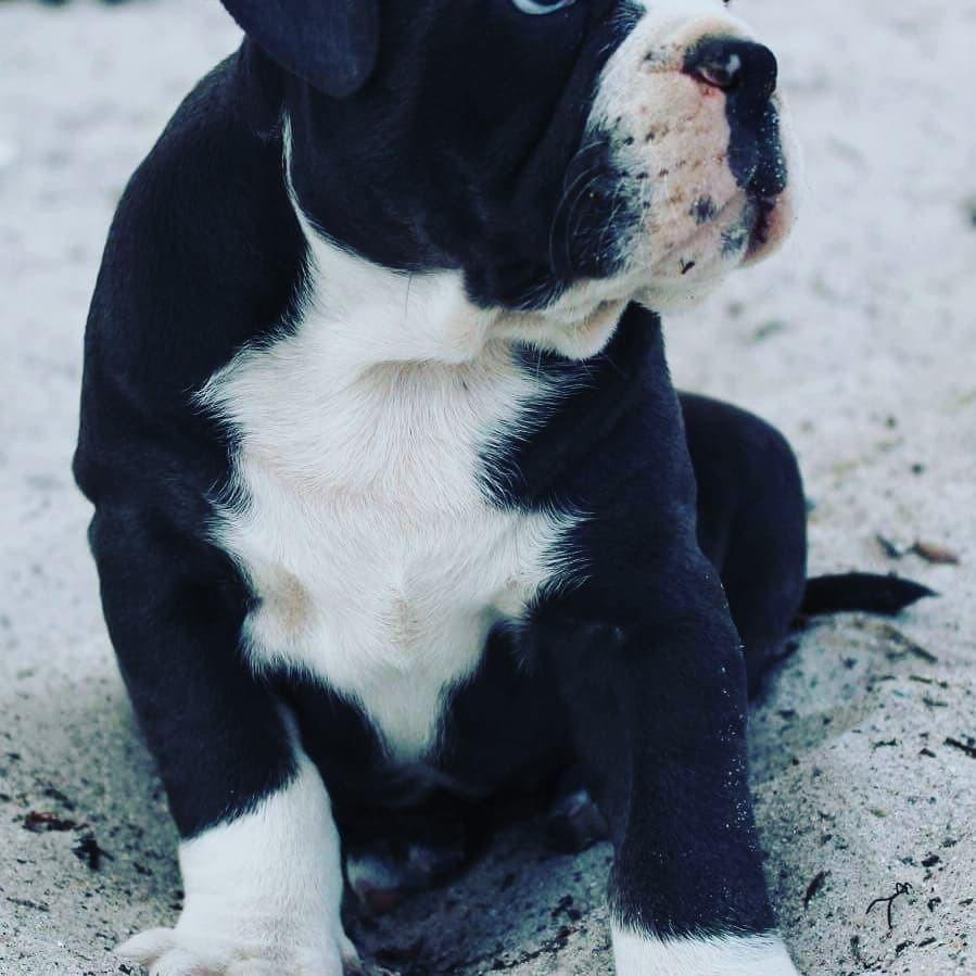 Olde english bulldogge Anvig By Phoenix Strawberry Diaqiri.   ( Alba ) billede 13