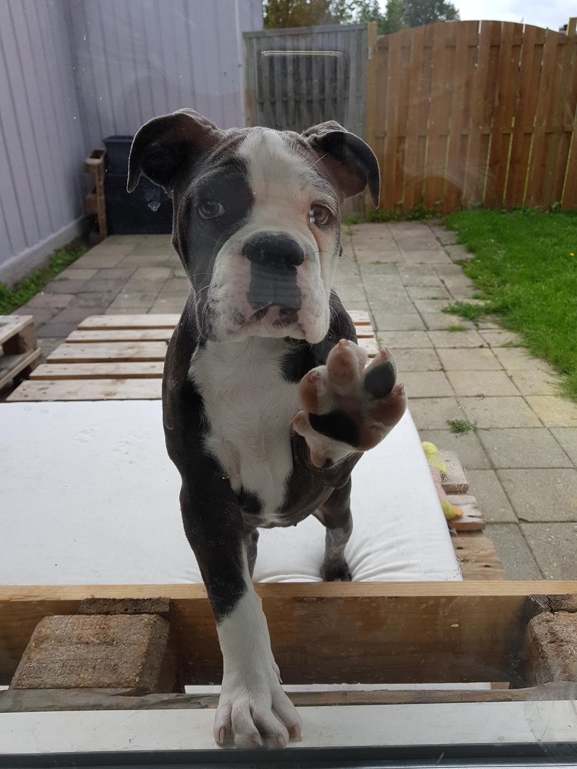 Olde english bulldogge Anvig By Phoenix Strawberry Diaqiri.   ( Alba ) billede 16