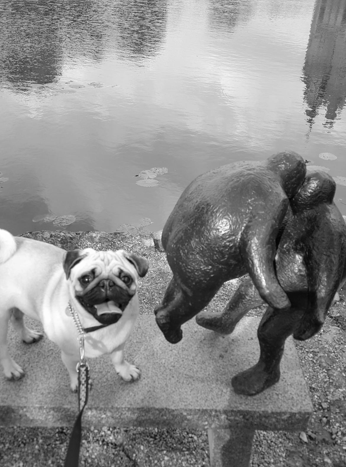 Mops Must Have Ove Sprogøe  - 9 1/2 mdr. billede 11