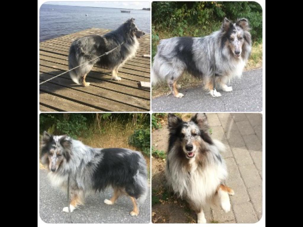 Shetland sheepdog Catalba´s Blue Isahk Of Yemen *Louis* billede 18