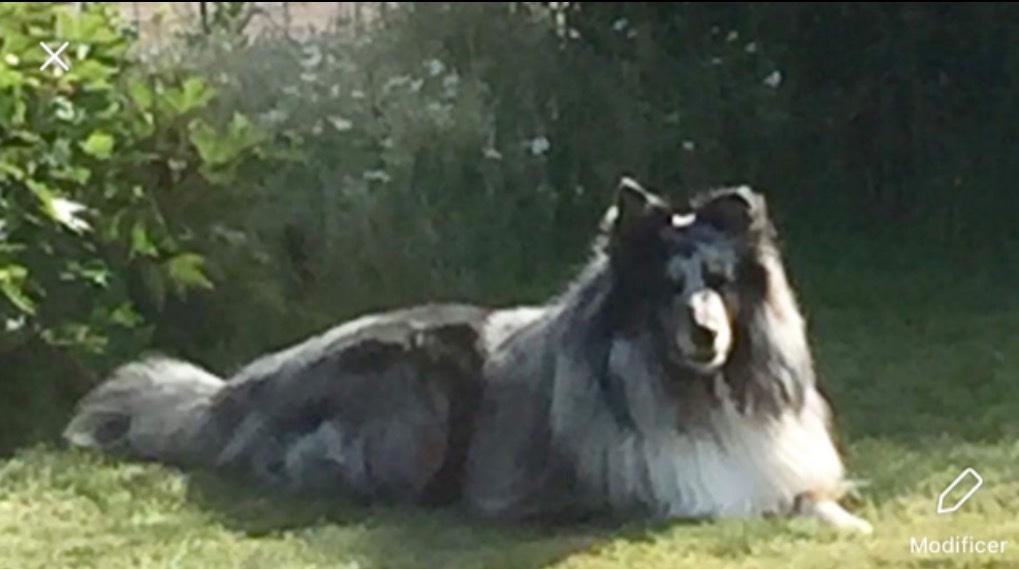 Shetland sheepdog Catalba´s Blue Isahk Of Yemen *Louis* billede 9