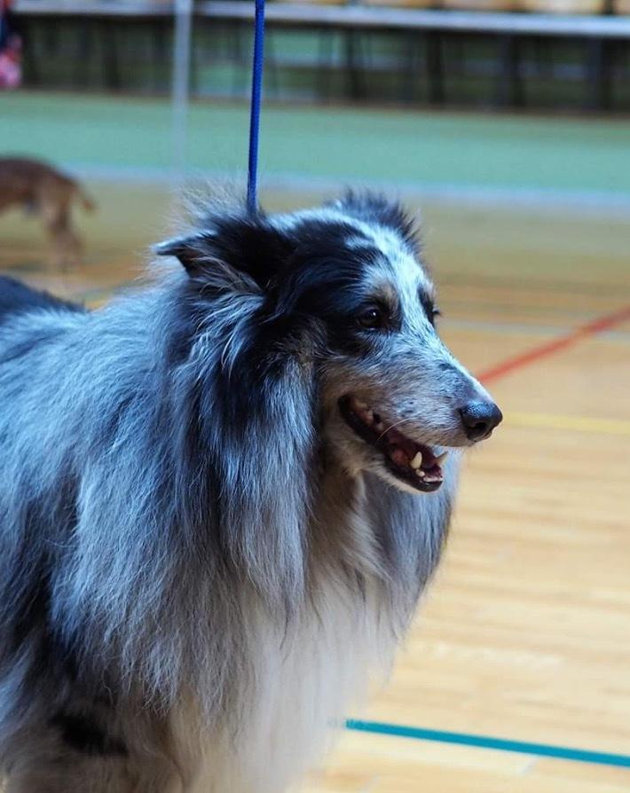 Shetland sheepdog Catalba´s Blue Isahk Of Yemen *Louis* billede 10