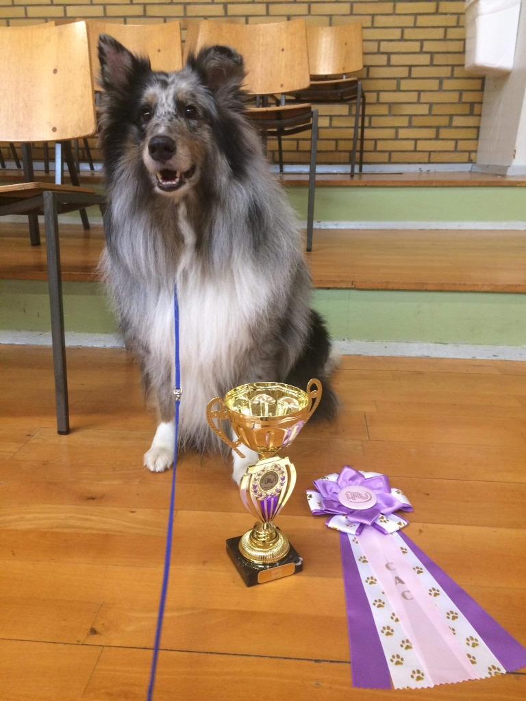 Shetland sheepdog Catalba´s Blue Isahk Of Yemen *Louis* billede 11