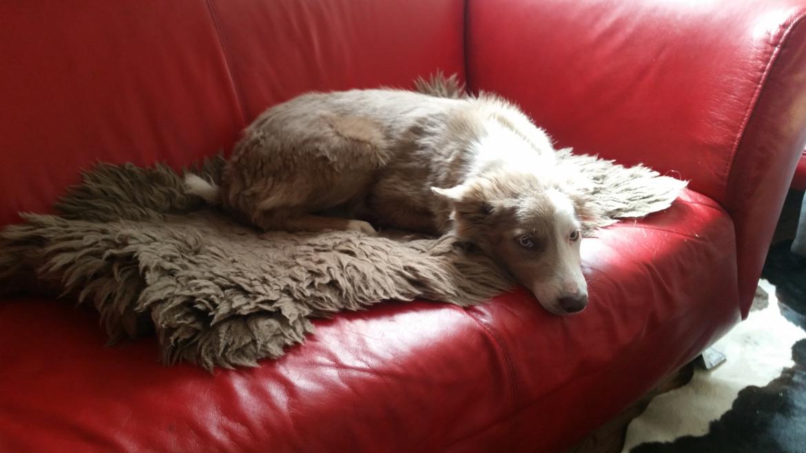 Border collie Alba billede 11