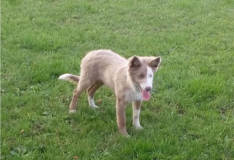 Border collie Alba billede 17