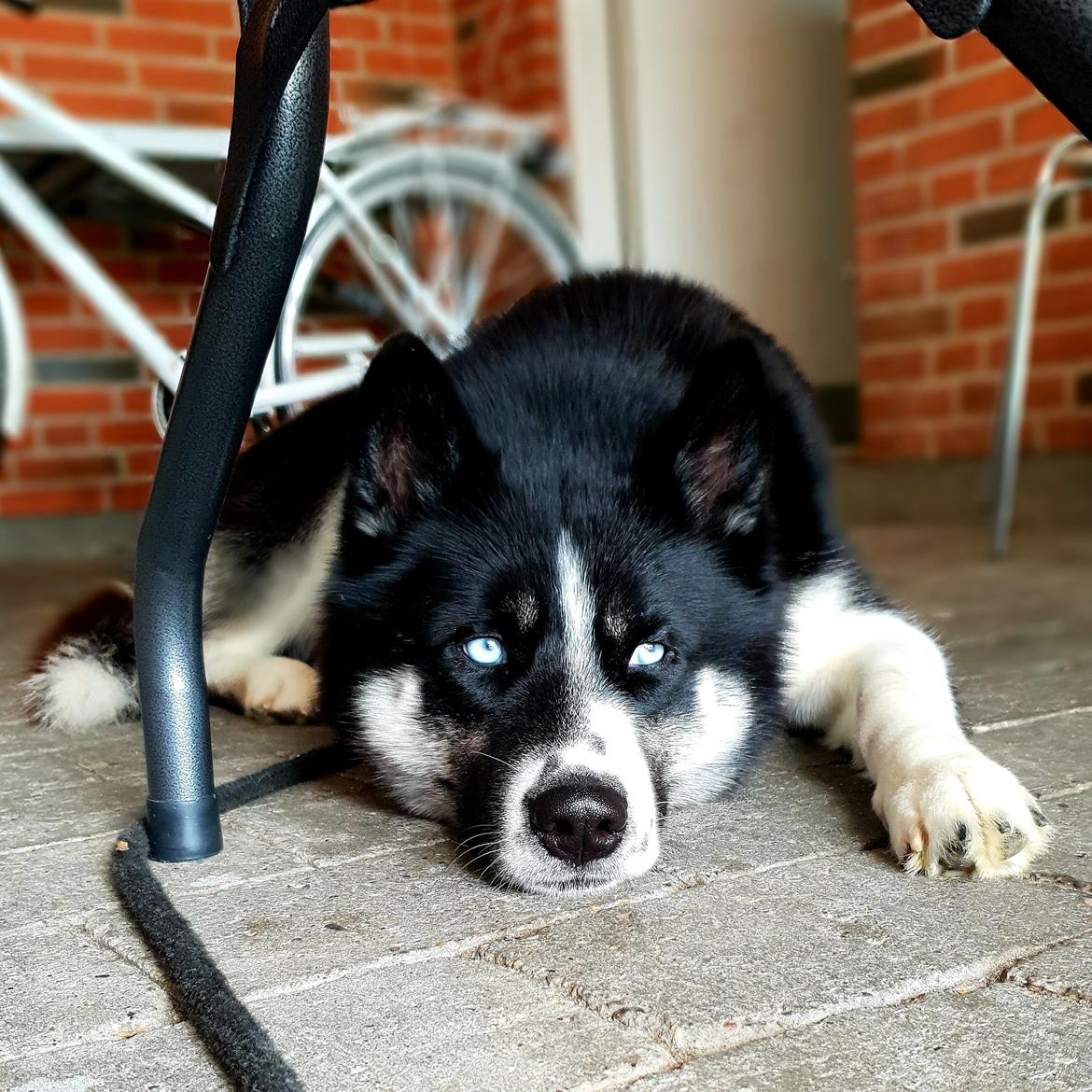 Siberian husky Boss billede 37