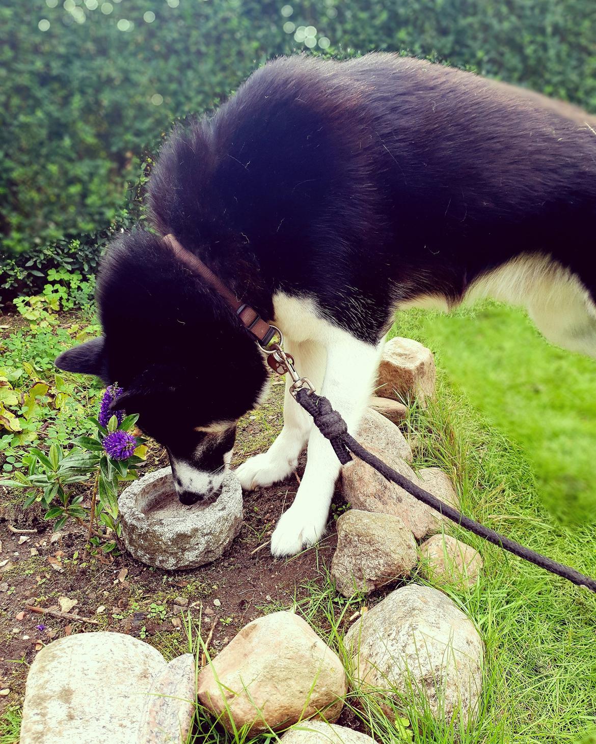 Siberian husky Boss billede 38