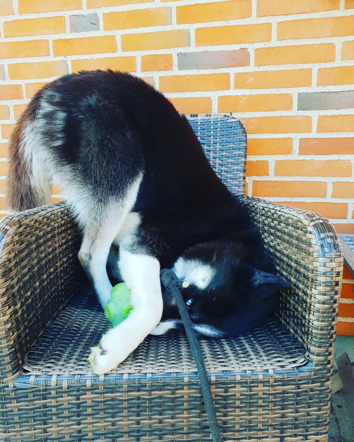 Siberian husky Boss billede 39