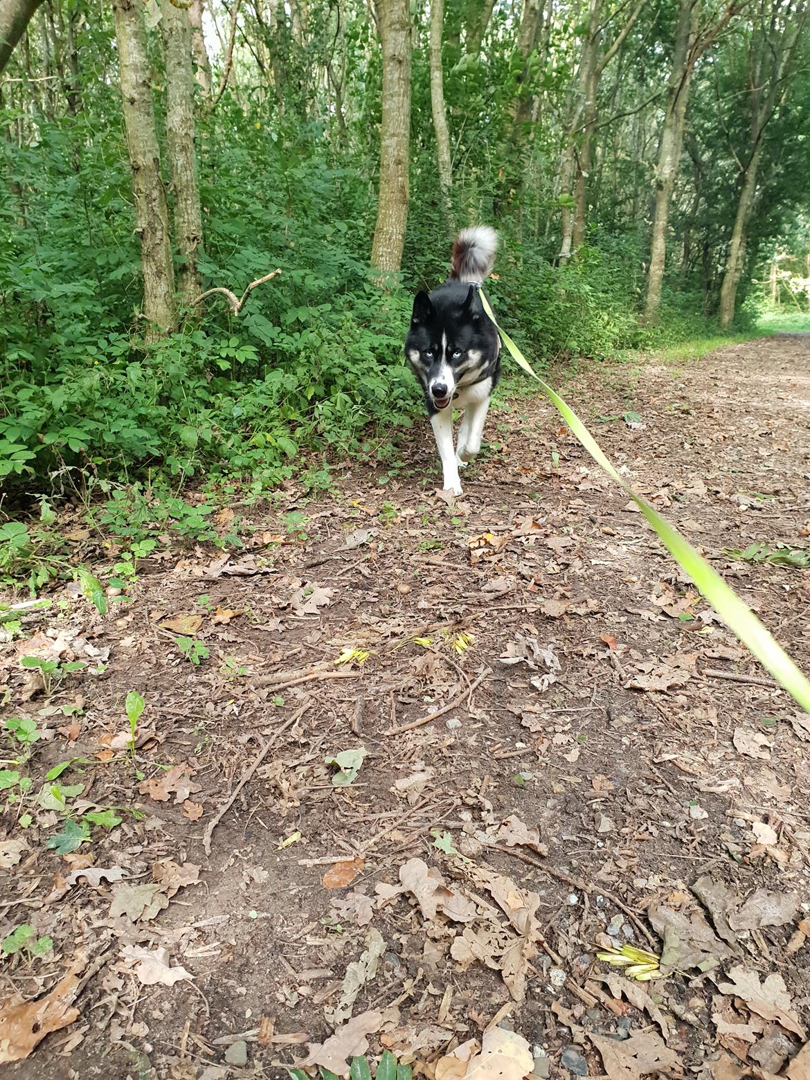 Siberian husky Boss billede 40