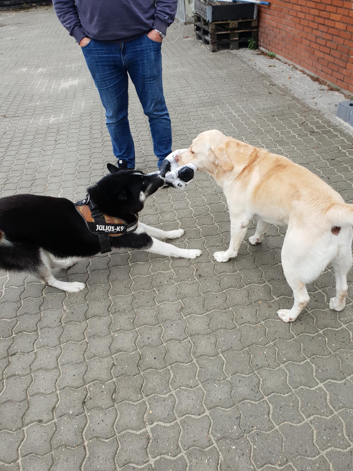 Siberian husky Boss billede 41