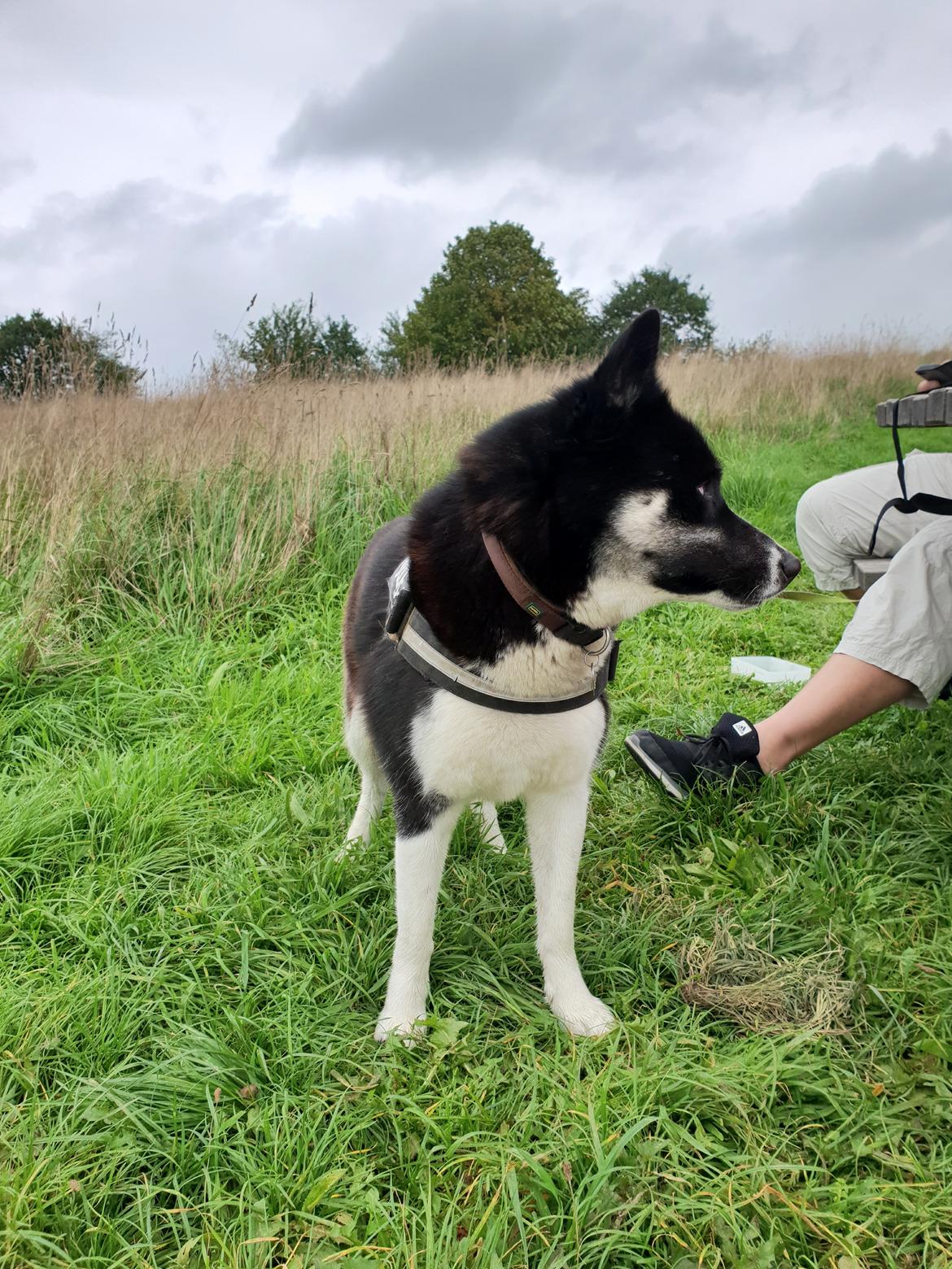 Siberian husky Boss billede 42