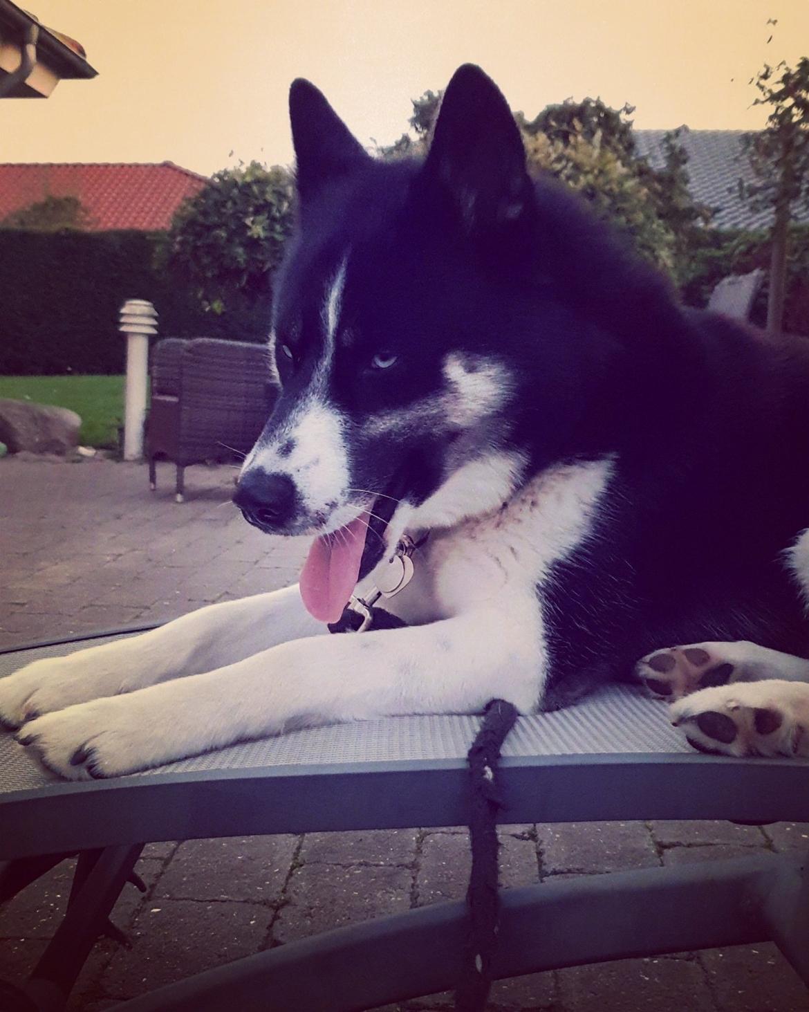 Siberian husky Boss billede 43