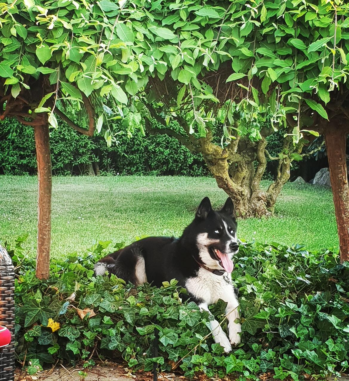 Siberian husky Boss billede 44