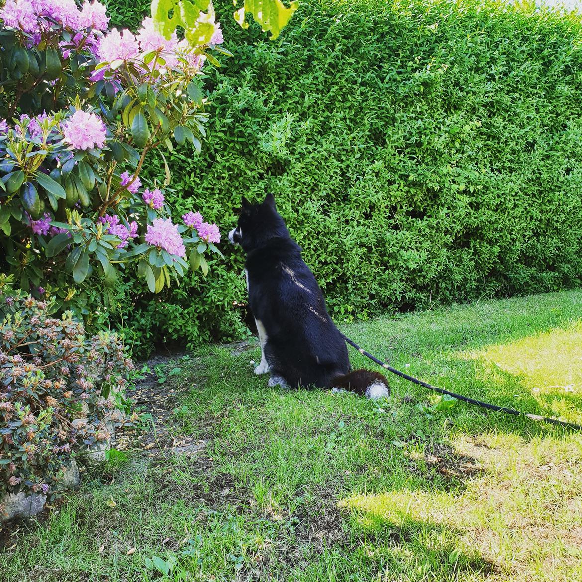 Siberian husky Boss billede 45