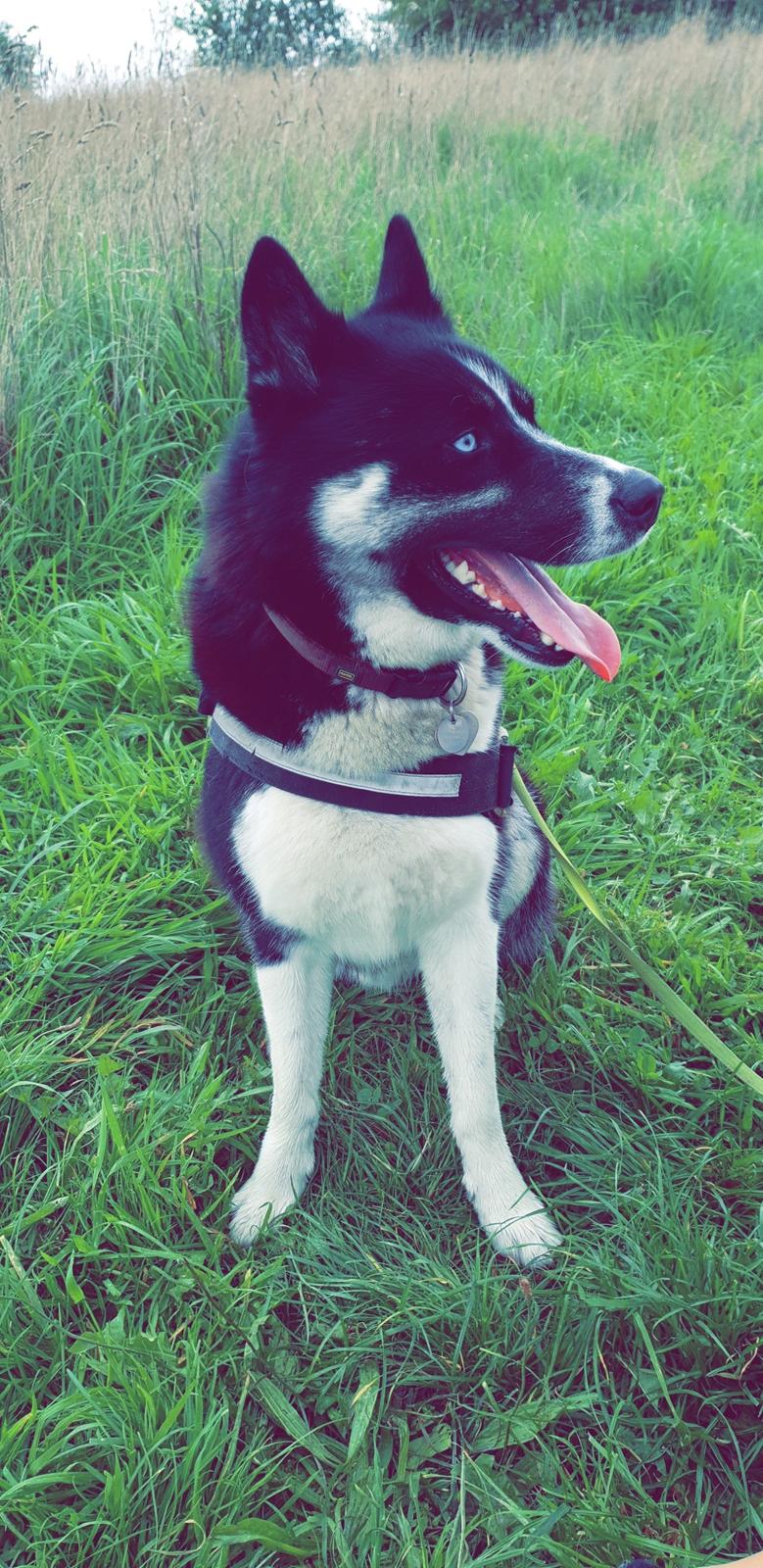 Siberian husky Boss billede 46