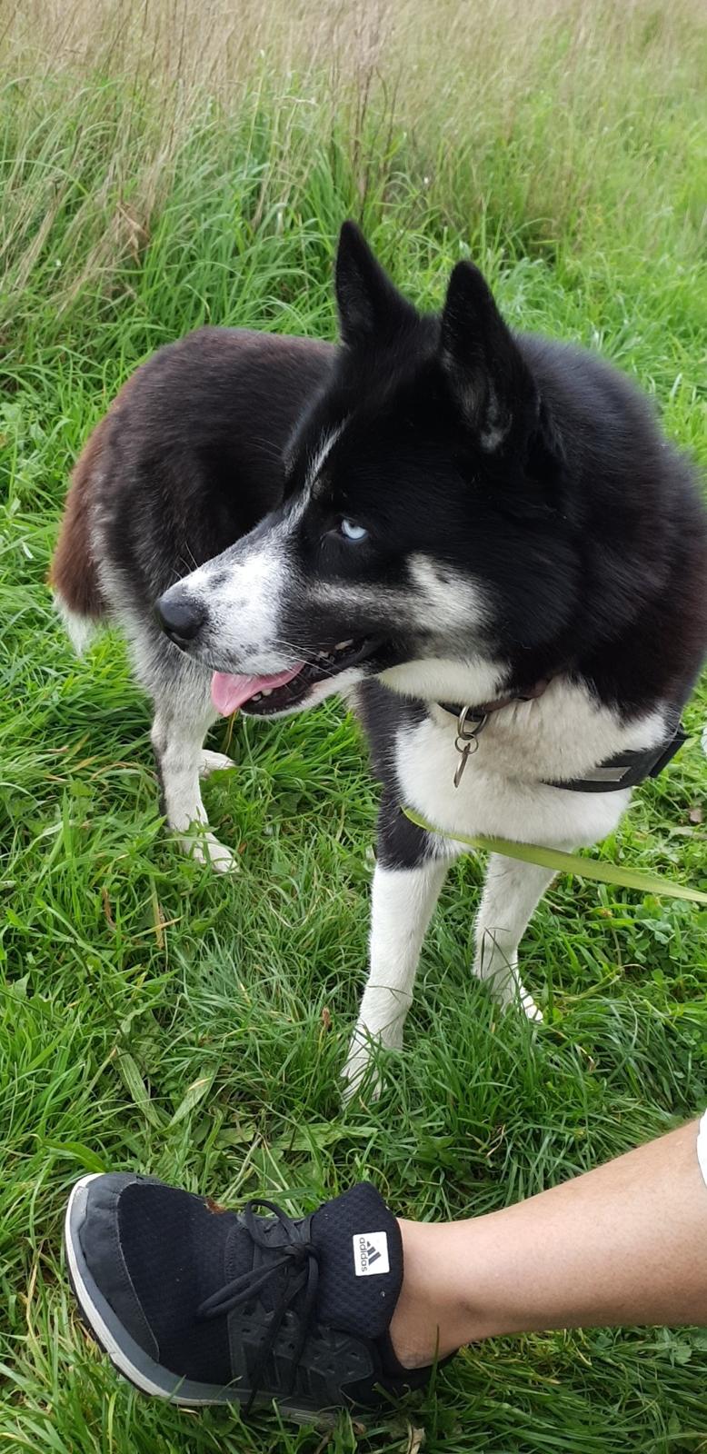 Siberian husky Boss billede 47