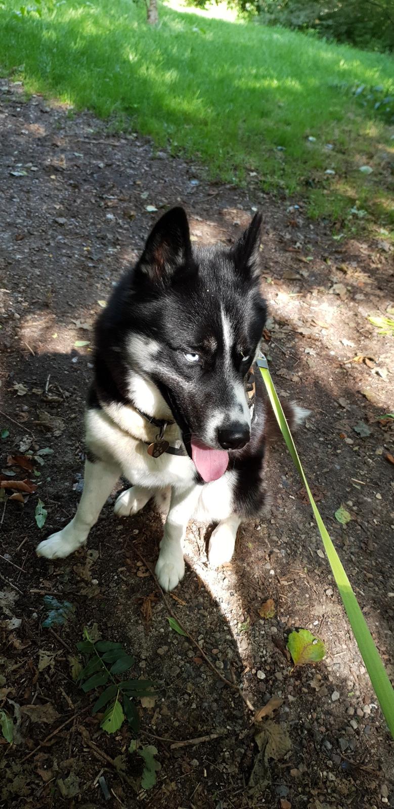 Siberian husky Boss billede 48