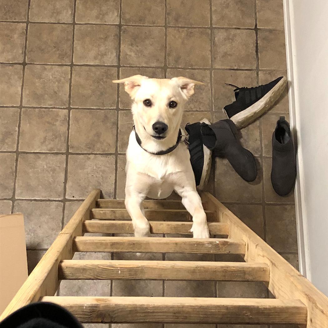 Labrador retriever Lexie billede 3