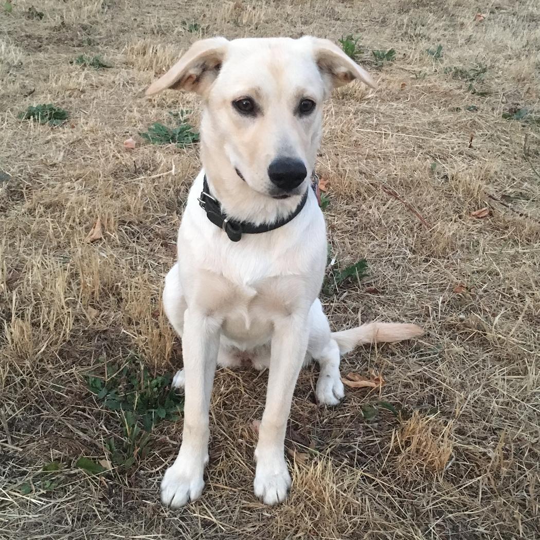 Labrador retriever Lexie billede 4