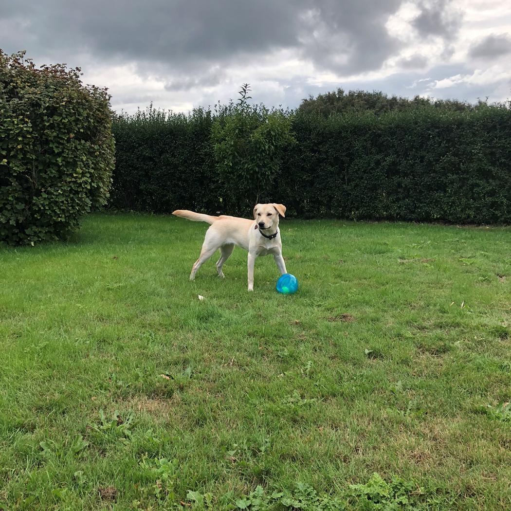 Labrador retriever Lexie billede 5