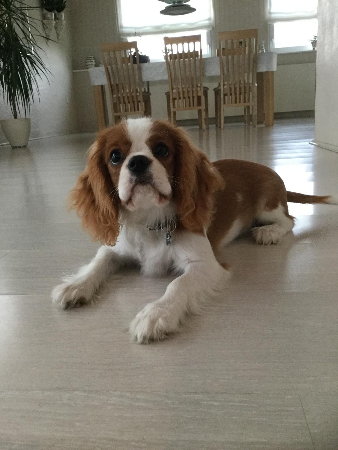 Cavalier king charles spaniel Arthur - Arthur 5 mdr billede 19