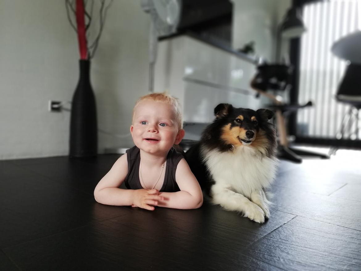 Shetland sheepdog Microgården's Zusie Q aka Esther billede 48