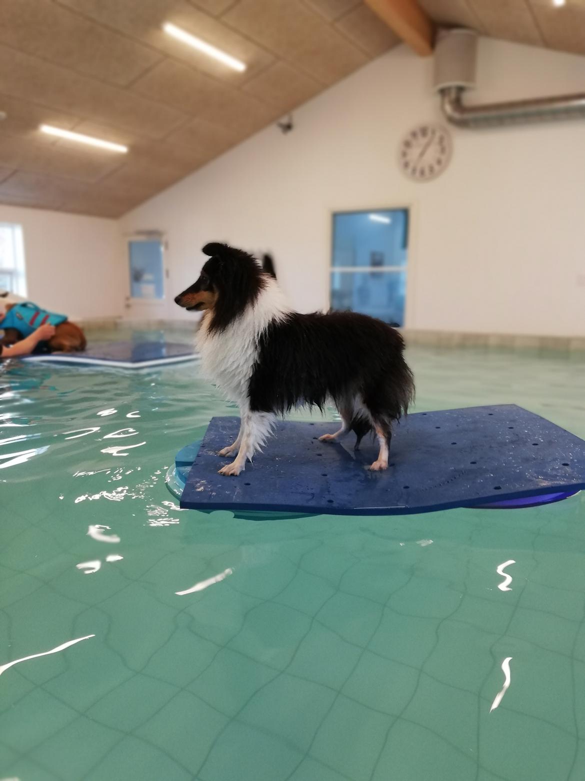 Shetland sheepdog Microgården's Zusie Q aka Esther billede 49