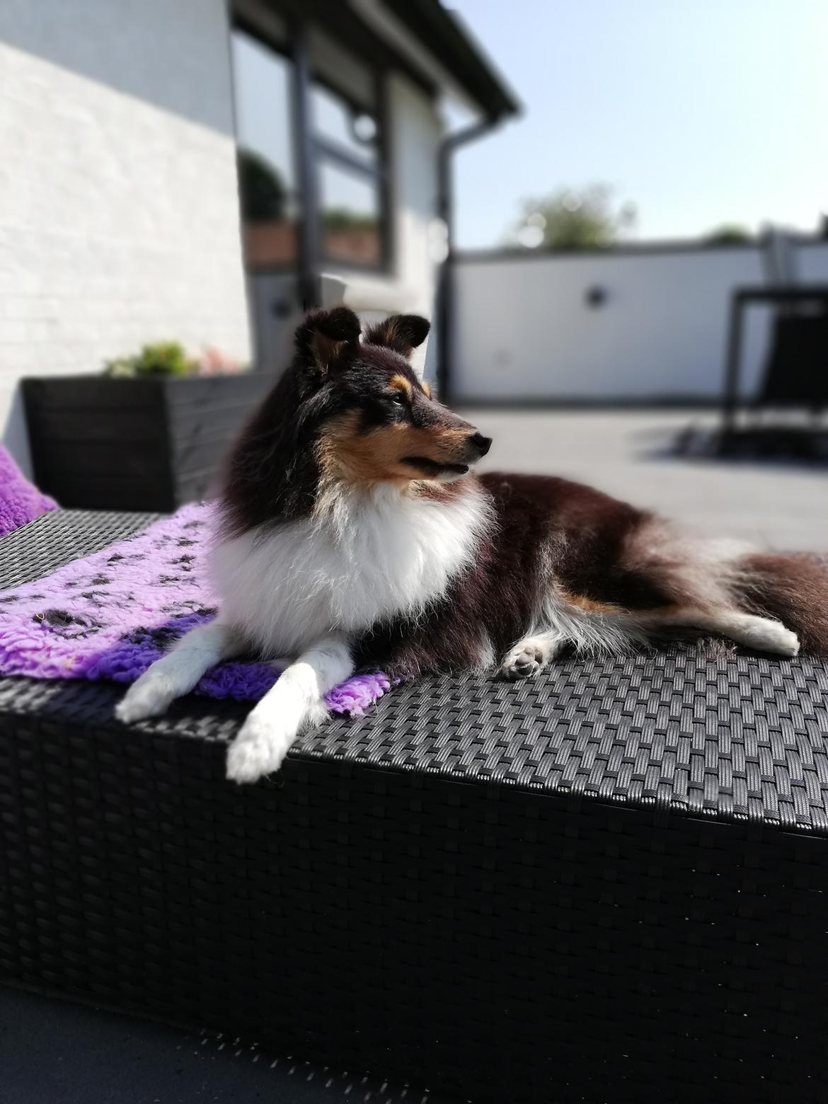 Shetland sheepdog Microgården's Zusie Q aka Esther billede 50
