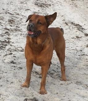 Blanding af racer Arnold Arnolde Nold Nolde billede 4