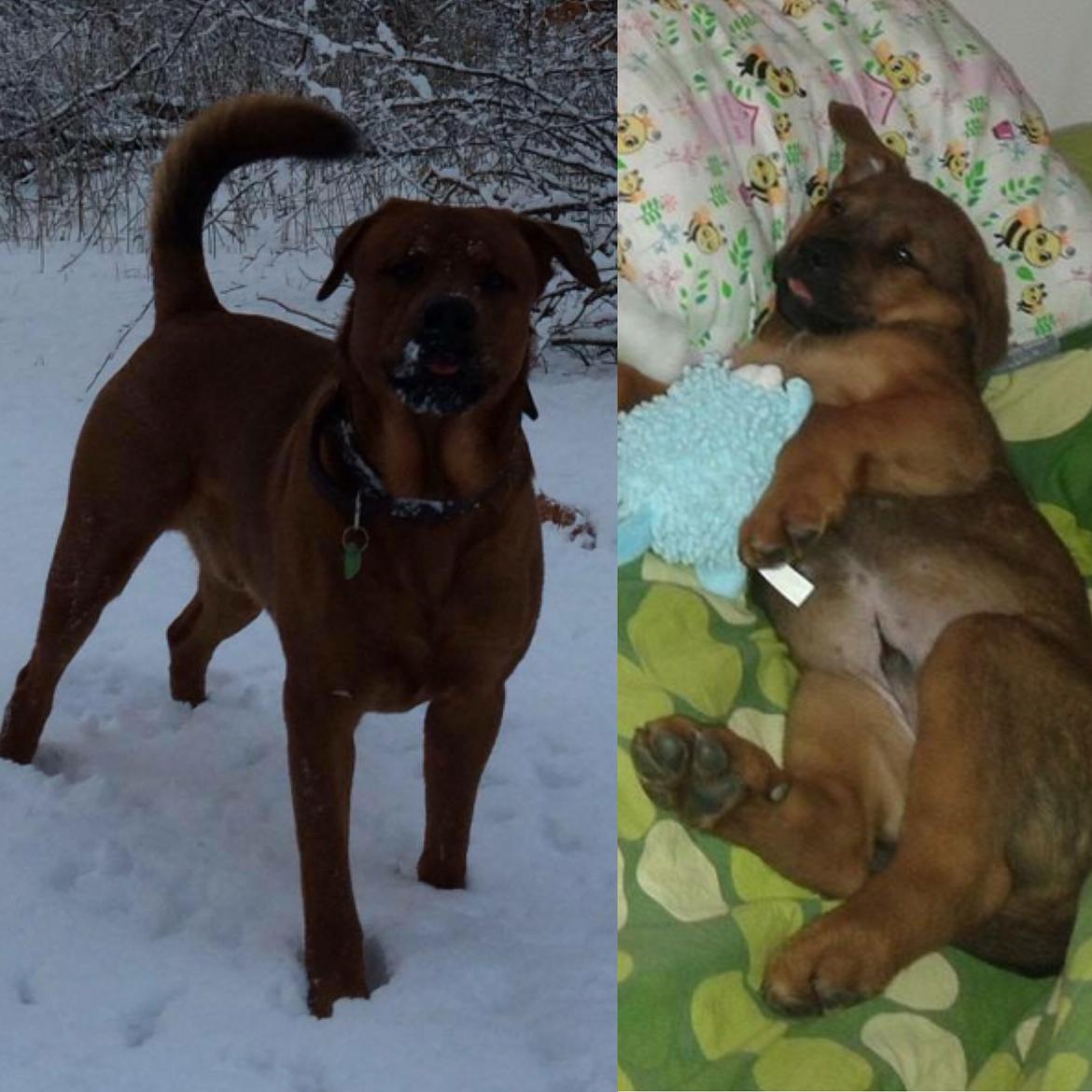 Blanding af racer Arnold Arnolde Nold Nolde billede 8