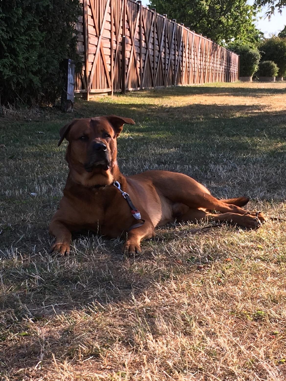 Blanding af racer Arnold Arnolde Nold Nolde billede 10