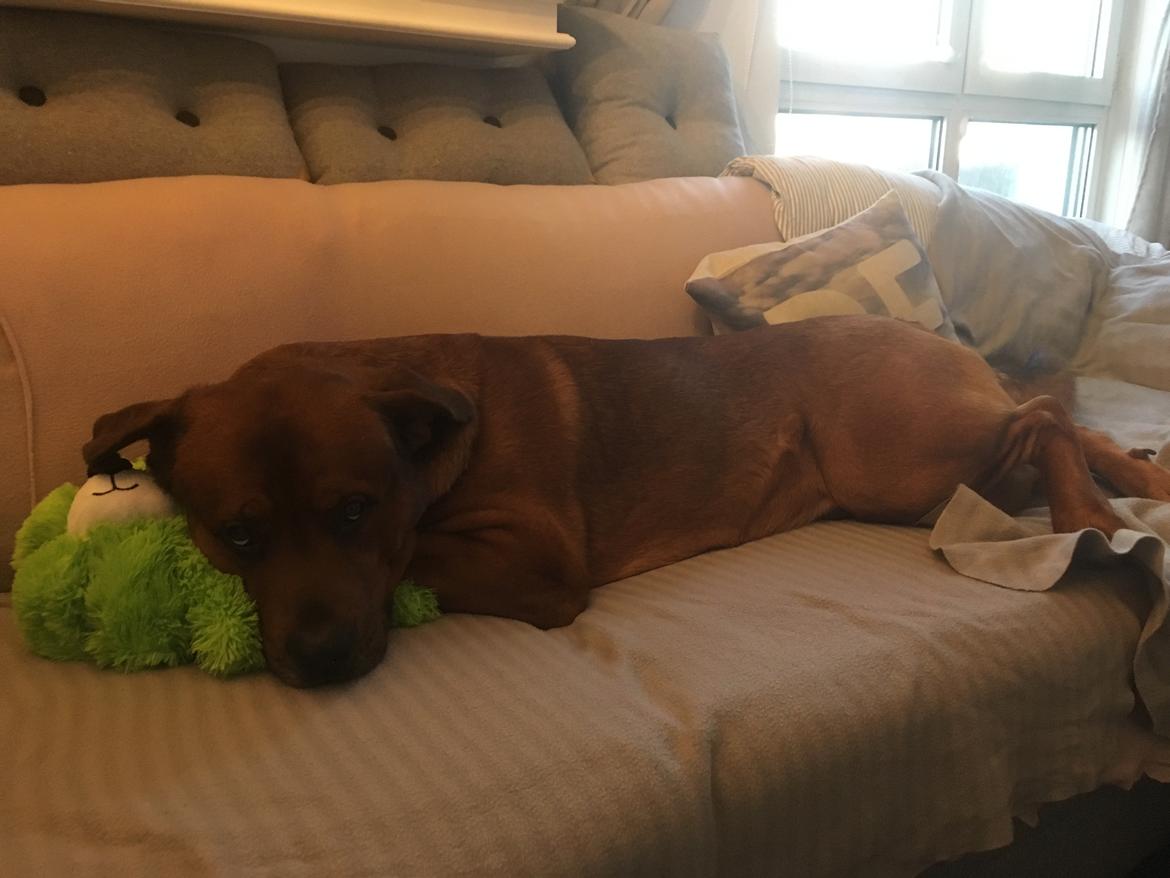 Blanding af racer Arnold Arnolde Nold Nolde billede 11