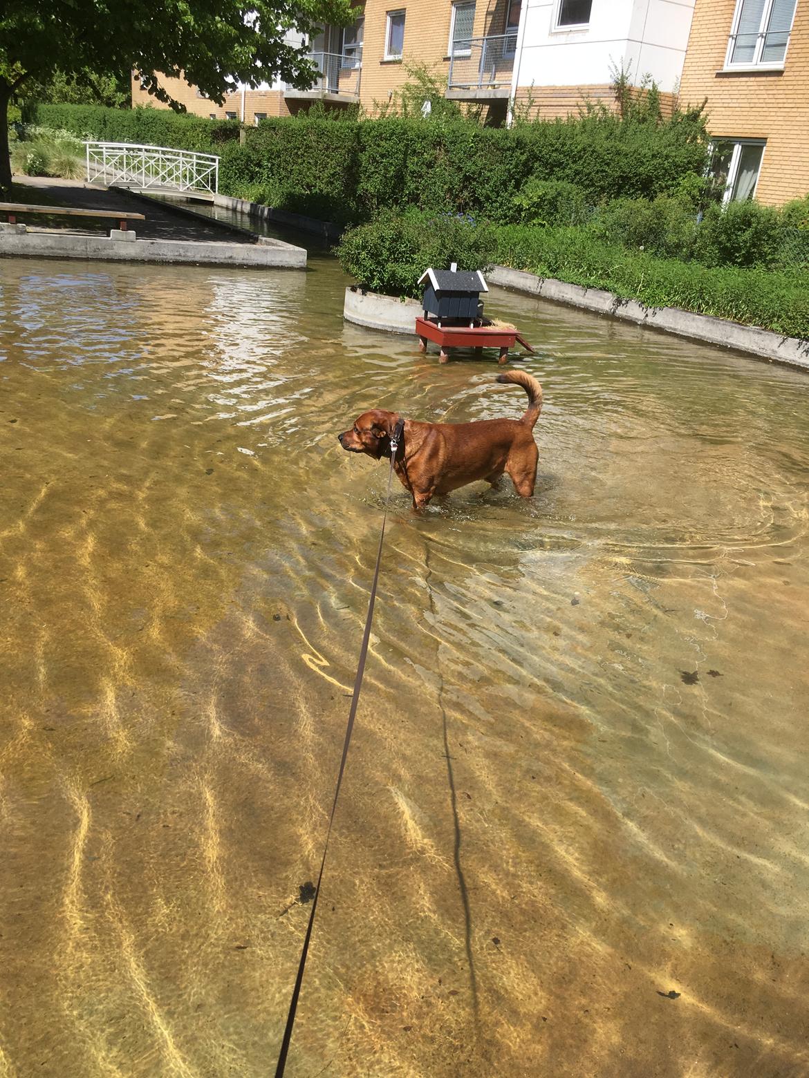 Blanding af racer Arnold Arnolde Nold Nolde billede 15
