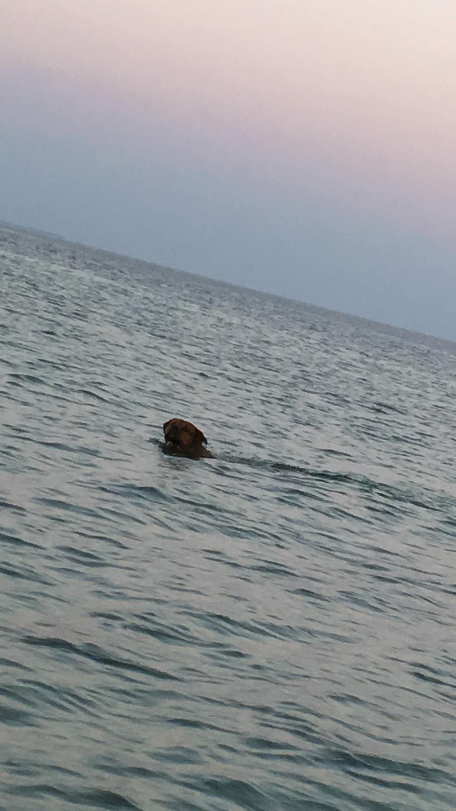 Blanding af racer Arnold Arnolde Nold Nolde billede 12