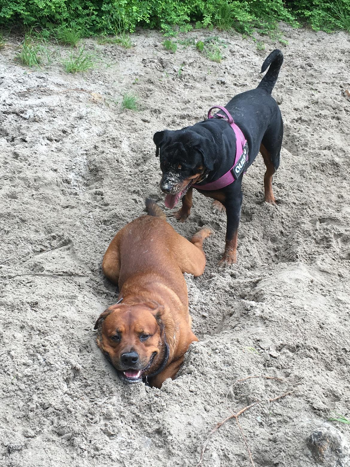 Blanding af racer Arnold Arnolde Nold Nolde billede 17