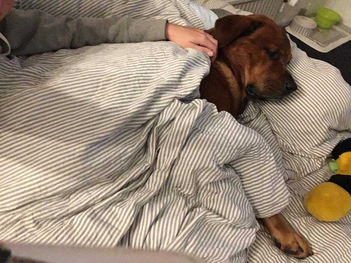 Blanding af racer Arnold Arnolde Nold Nolde billede 16