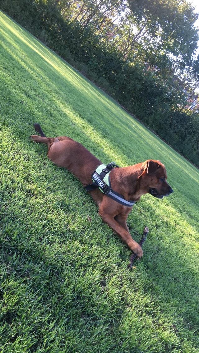 Blanding af racer Arnold Arnolde Nold Nolde billede 19