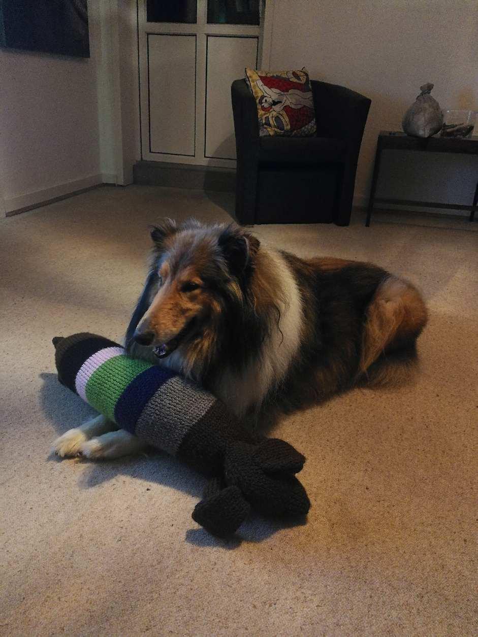 Collie langhåret Rex billede 6