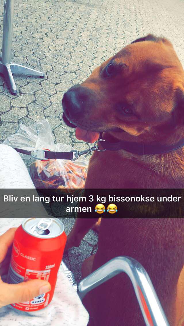 Blanding af racer Arnold Arnolde Nold Nolde billede 25