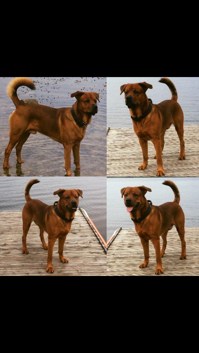 Blanding af racer Arnold Arnolde Nold Nolde billede 28