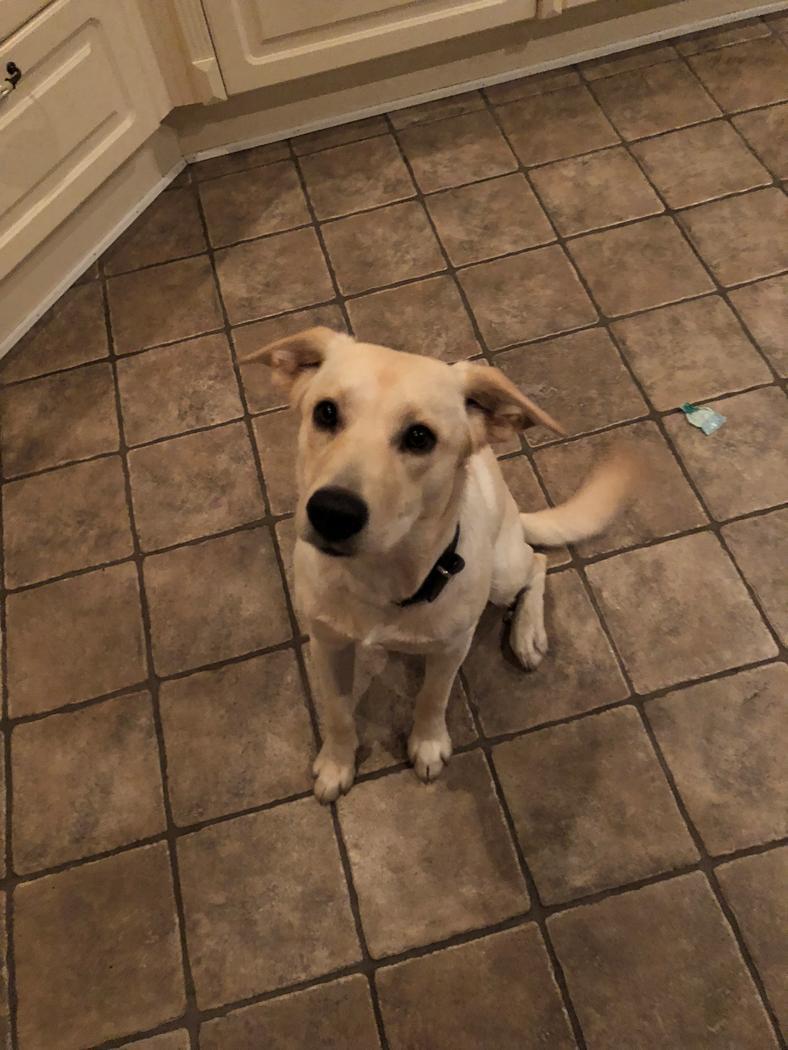 Labrador retriever Lexie billede 7