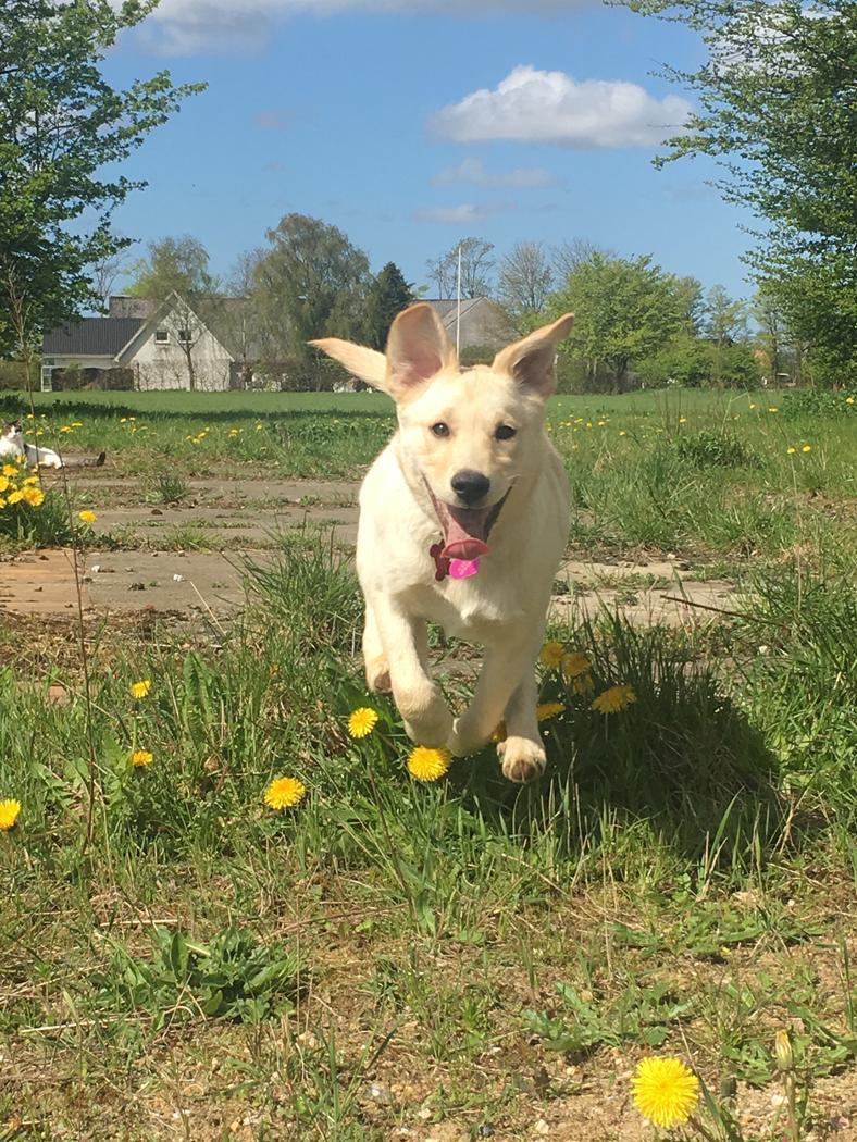 Labrador retriever Lexie billede 9