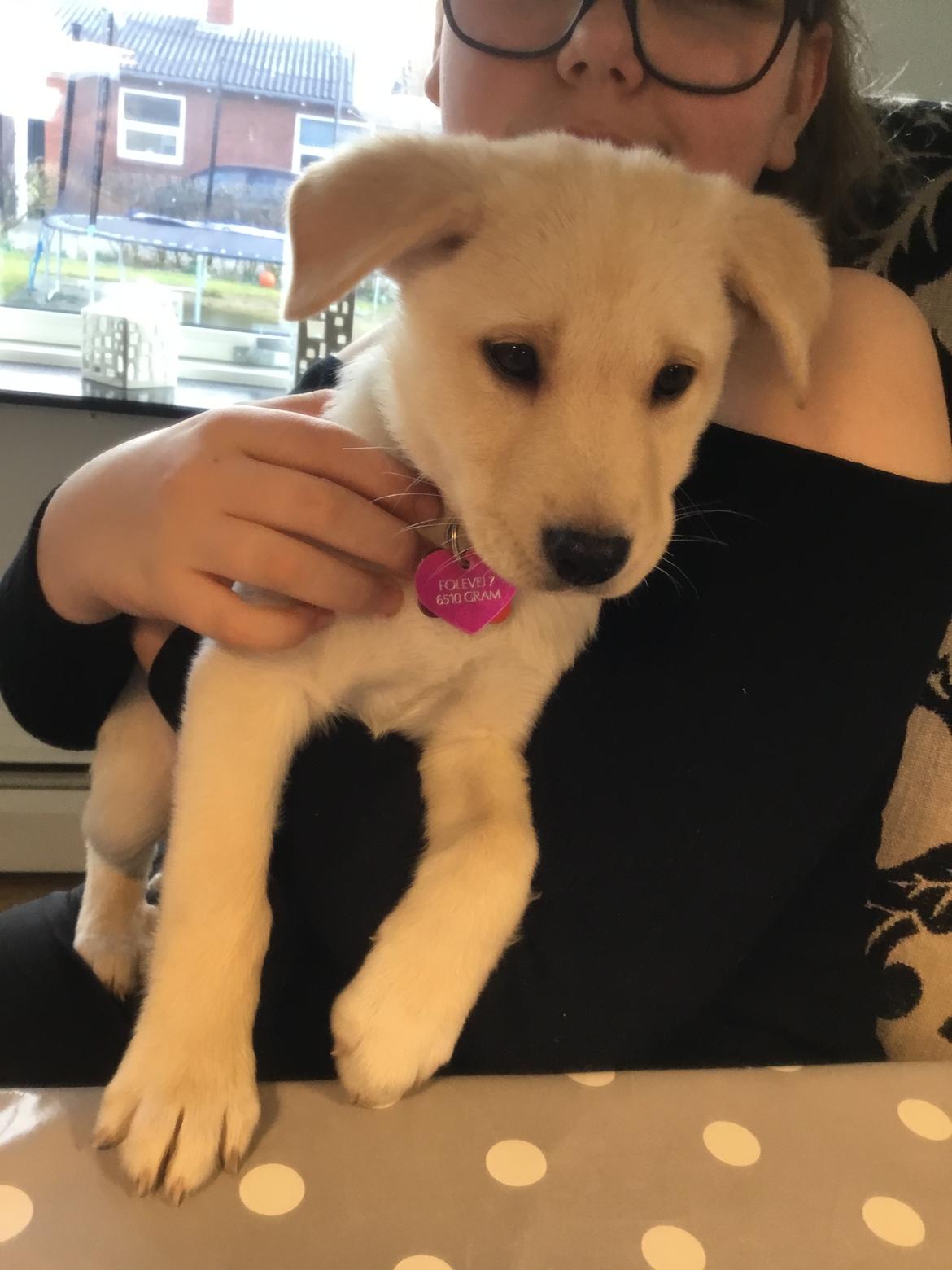 Labrador retriever Lexie billede 10