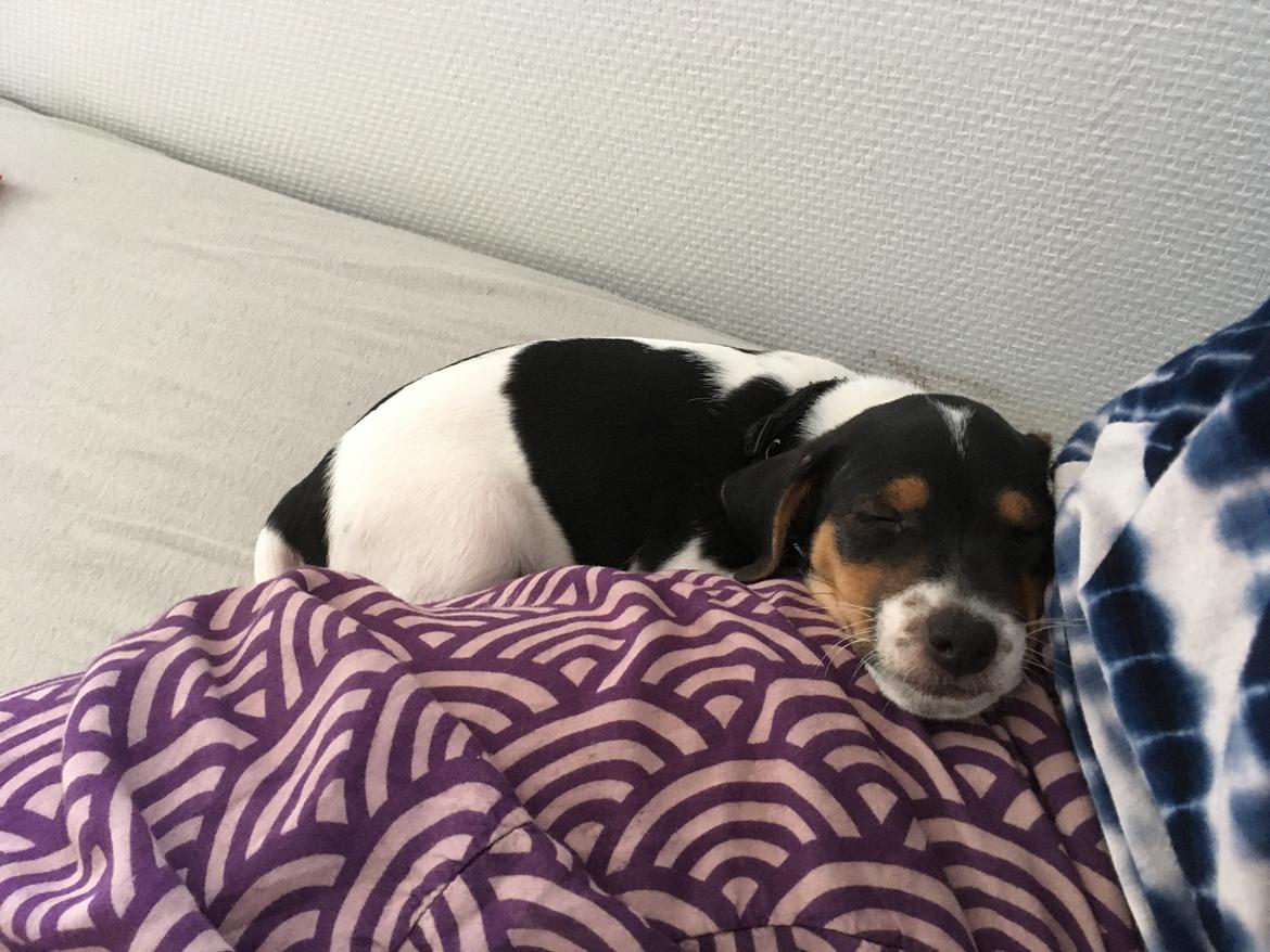 Dansk svensk gaardhund Lhamo billede 3