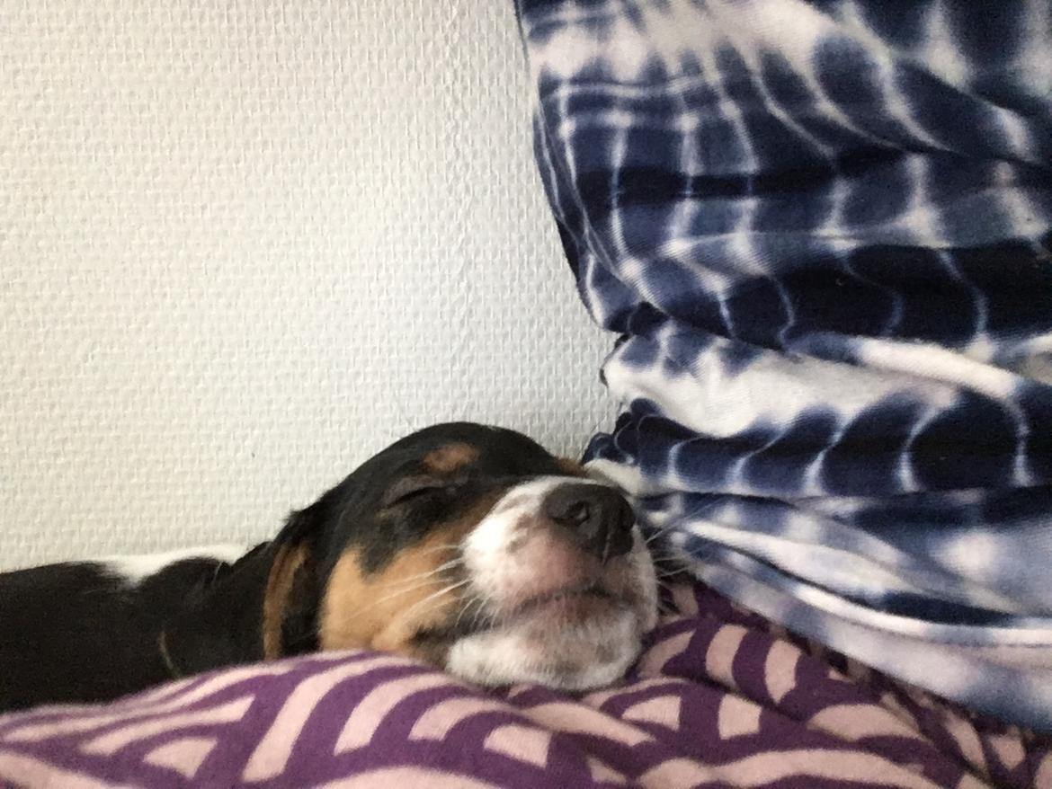 Dansk svensk gaardhund Lhamo billede 5