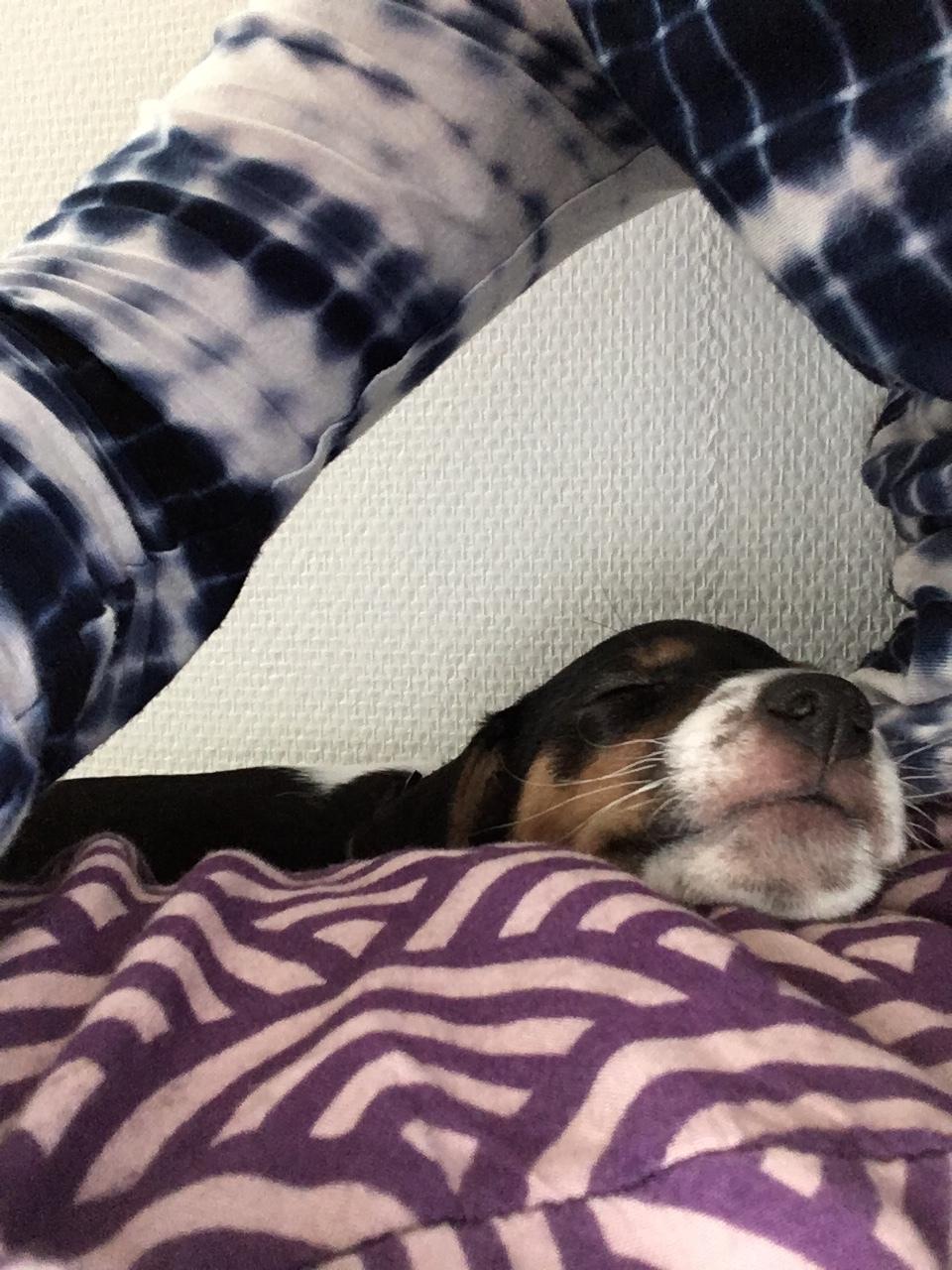 Dansk svensk gaardhund Lhamo billede 4