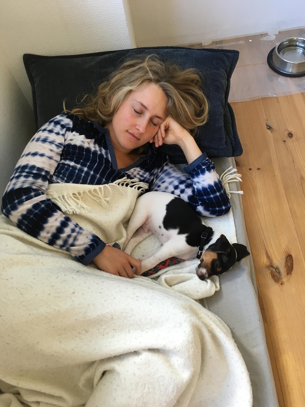 Dansk svensk gaardhund Lhamo billede 8