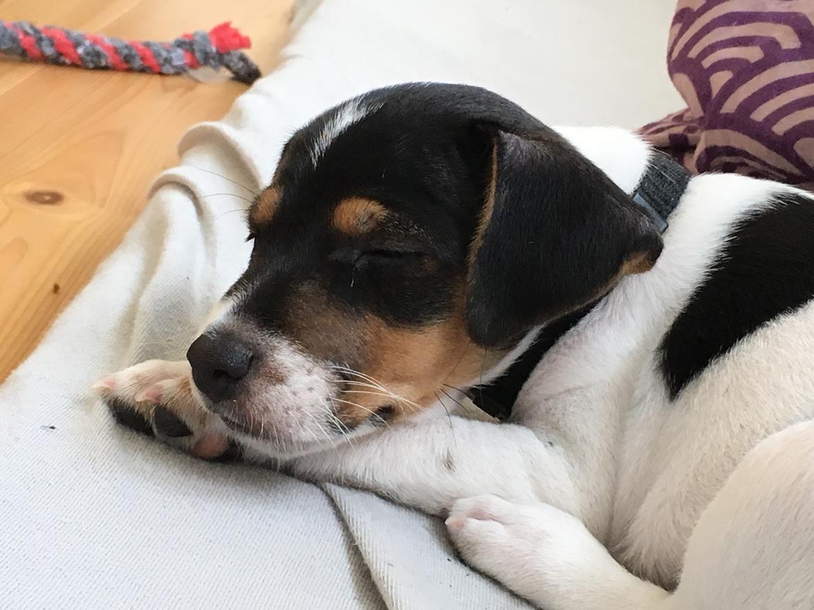 Dansk svensk gaardhund Lhamo billede 12